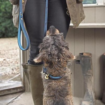 Sophie Allport Stamped Dog Lead Teal Medium
