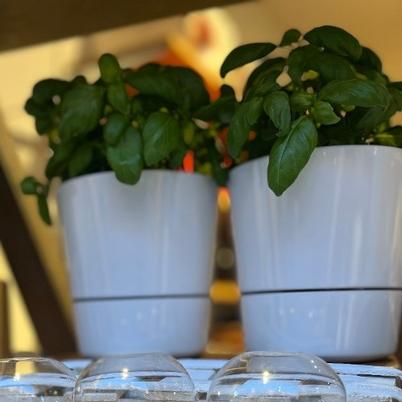 Mepal Herb Pot White Large