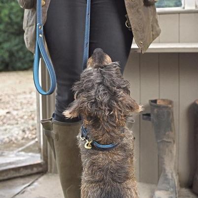 Sophie Allport Stamped Dog Lead Teal Large
