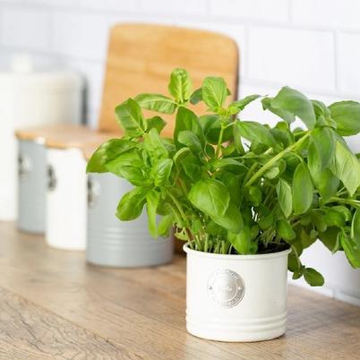 Typhoon Living Cream Herb Planter