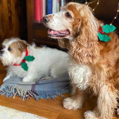 Talking Tables Botanical Christmas Hound Holly Dress Up