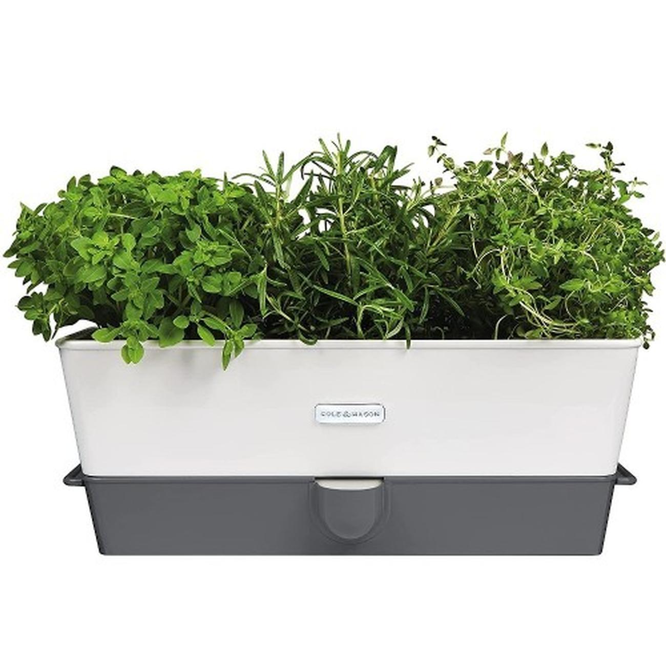 cole-mason-self-watering-herb-keeper-triple - Cole & Mason Self-Watering Herb Keeper Triple Potted