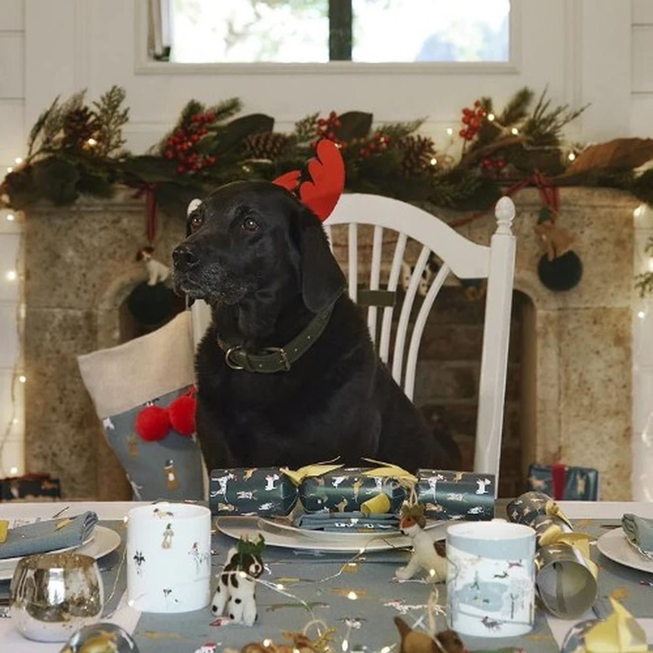 sap-night-owl-crackers-set-6 - Sophie Allport Christmas Dogs Crackers Set of 6