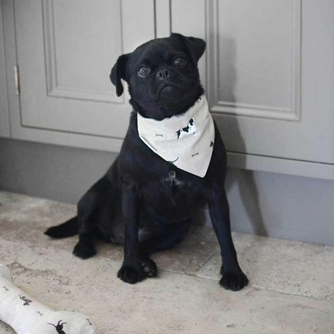 Sophie-Allport-neckerchief-dog-collar-woof-small - Sophie Allport Woof Neckerchief Collar Small