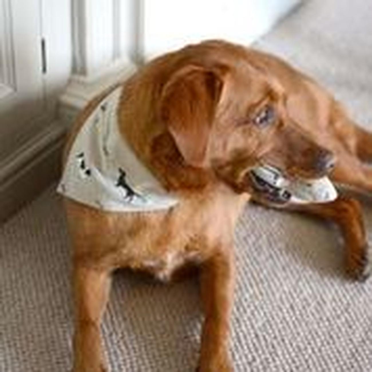 Woof Neckerchief Dog Collar Large by Sophie Allport