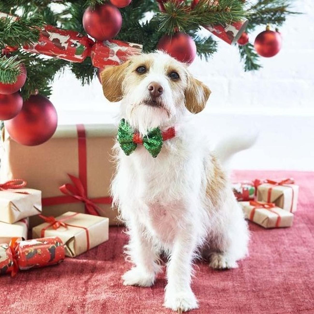 talking-tables-christmas-pooch-bow-tie - Talking Tables Christmas Pooch Bow Tie 