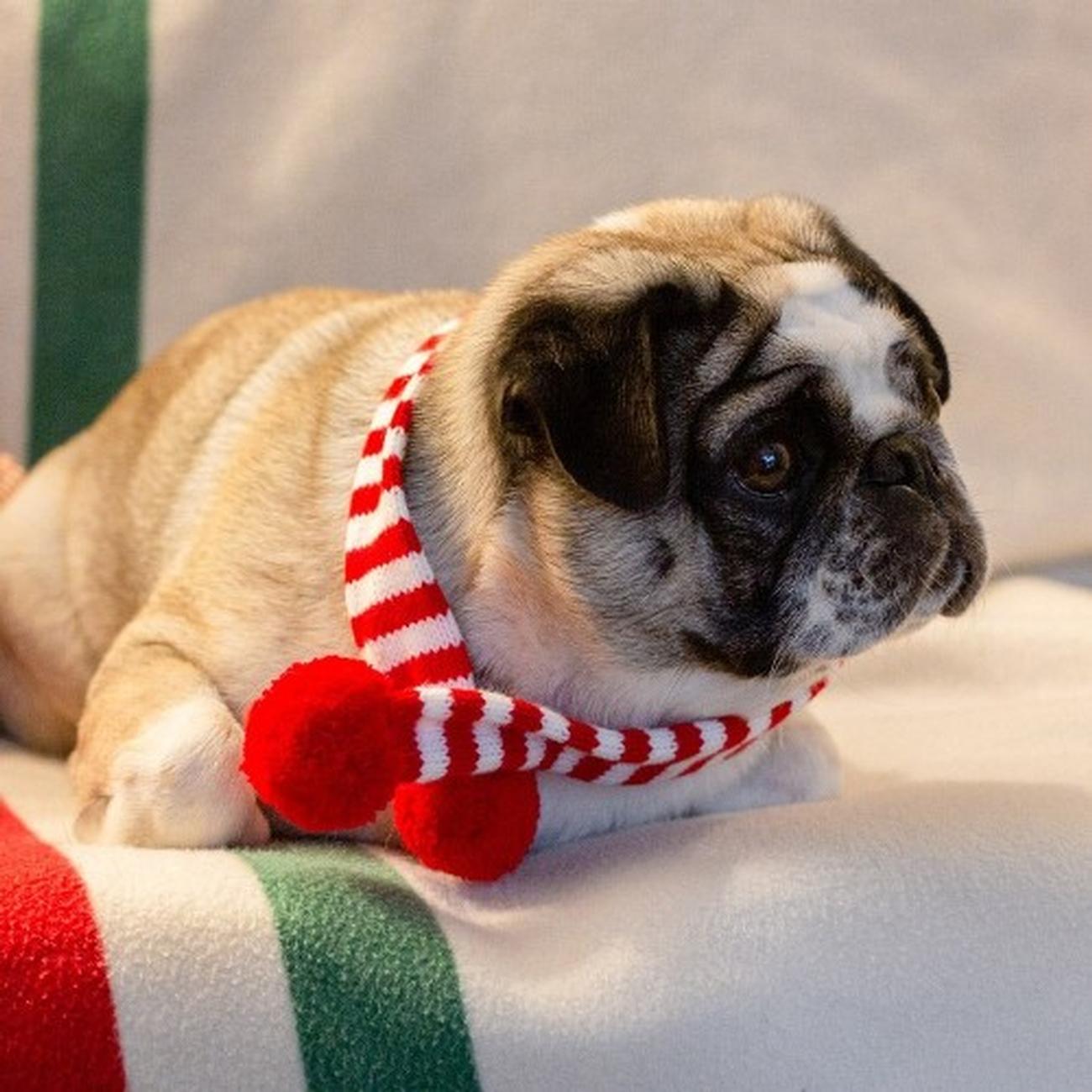 Christmas dog scarf sales