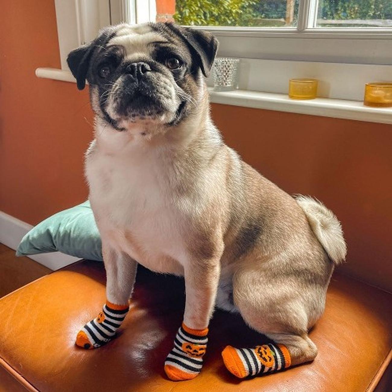 tt-halloween-fancy-dress-dog-socks - Talking Tables Halloween Fancy Dress Dog Socks 4 Pack