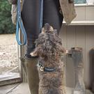 sophie-allport-teal-dog-lead-stamped-large - Sophie Allport Stamped Dog Lead Teal Large