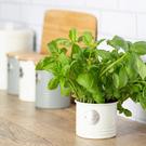 typhoon-living-herb-planter-cream - Typhoon Living Herb Planter Cream