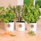 typhoon-living-herb-planter-cream - Typhoon Living Herb Planter Cream
