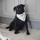 Sophie-Allport-neckerchief-dog-collar-woof-small - Sophie Allport Woof Neckerchief Collar Small