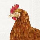 ihr-farm-hen-cream-lunch-napkins - IHR Lunch Napkins Farm Hen Cream 