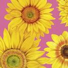 joyful-sunflower-pink-lunch-napkins - IHR Lunch Napkins Joyful Sunflower Pink