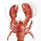 ihr-lobster-coral-cocktail-napkins - IHR Cocktail Napkins Lobster Coral