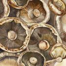 ihr-mushrooms-lunch-napkins - IHR Lunch Napkins Mushroom 