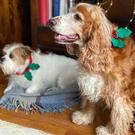 talking-tables-botanical-christmas-hound-holly-dress-up - Talking Tables Botanical Christmas Hound Holly Dress Up