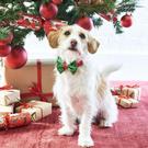 talking-tables-christmas-pooch-bow-tie - Talking Tables Christmas Pooch Bow Tie 