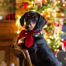 talking-tables-pet-velvet-christmas-bow-neck-tie - Talking Tables Pet Velvet Christmas Bow Neck Tie