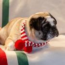 tt-christmas-dog-scarf-dress-up - Talking Tables Christmas Dog Scarf Dress Up