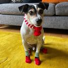 tt-christmas-fancy-dress-dog-socks - Talking Tables Christmas Fancy Dress Dog Socks 4 Pack