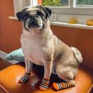 tt-halloween-fancy-dress-dog-socks - Talking Tables Halloween Fancy Dress Dog Socks 4 Pack